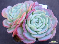 몽블랑(자연)11-1137 : 다육식물 - 엑스플랜트