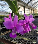 카틀레야.958번.개화주Cat.walkeriana.(HF1+HF3)+tipo DF-Flat.좋은향.고급. : 카틀레야 - 엑스플랜트