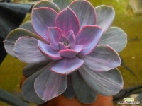 뉴헨의진주금 11/29-101 : 다육금 - 엑스플랜트