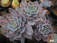 섭세실리스금 11/29-442 : 다육금 - 엑스플랜트