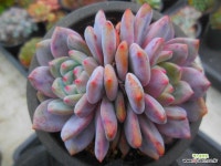 아리엘 11/29-1993 : 다육식물 - 엑스플랜트