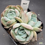 비경젤리1129-967 : 다육식물 - 엑스플랜트