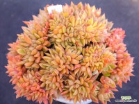 월셔철화11-1131 : 다육철화 - 엑스플랜트