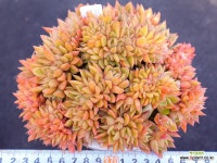 월셔철화11-1131 : 다육철화 - 엑스플랜트