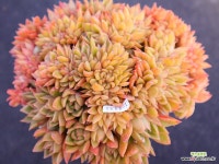 월셔철화11-1131 : 다육철화 - 엑스플랜트