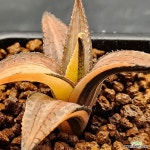 용린 금 1130-3 : 하월시아 - 엑스플랜트