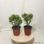 [진아플라워] (2개묶음) 복댕이 미니염자 소형 염좌 055 화원 농원... (2개묶음) 복댕이 미니염자 소형 염좌  055 화원 농원 : 다육식물 - 엑스플랜트