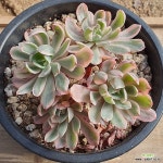 1130 호베이금 98 : 다육식물 - 엑스플랜트