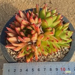 1130 립스틱모듬 97 : 다육식물 - 엑스플랜트