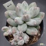하늘미인1130-812 : 다육식물 - 엑스플랜트