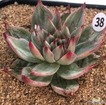 비단금 : 다육식물 - 엑스플랜트