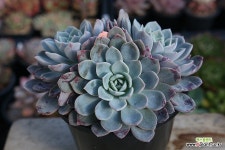 라피네 : 다육식물 - 엑스플랜트