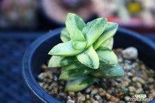 신동금2362 : 다육금 - 엑스플랜트