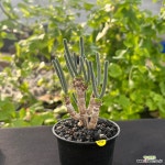 모닐라리아모닐리포메7두(80) : 아프리카식물(코덱스) - 엑스플랜트