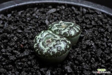 528-C.ursprungianum 대흑점大黑点 : 코노피튬 - 엑스플랜트