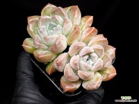 로리스(중) 43-36 : 다육식물 - 엑스플랜트