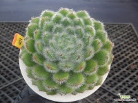 아비유12-401 : 다육식물 - 엑스플랜트