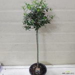 [성심꽃농원] 올리브나무_외목대_50-60cm_139 : 공기정화식물 - 엑스플랜트