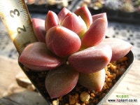 티볼리1207-1 : 다육철화 - 엑스플랜트