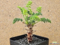 아프리카식물/페라고니움 롱기폴리움-4717 아프리카농장 : 아프리카식물(코덱스) - 엑스플랜트