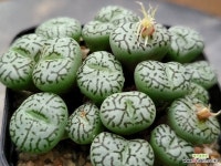 RR714 112-5354 : 코노피튬 - 엑스플랜트