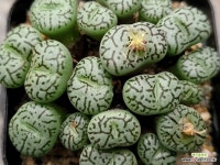 RR714 112-5354 : 코노피튬 - 엑스플랜트