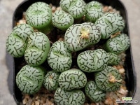 RR714 112-5354 : 코노피튬 - 엑스플랜트