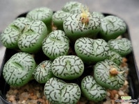 RR714 112-5354 : 코노피튬 - 엑스플랜트