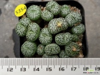 RR714 112-5354 : 코노피튬 - 엑스플랜트