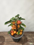동아까네 (사과나무분재,35-45cm) : 분재 - 엑스플랜트
