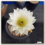 백태양(백화자태양 실생)앞꽃모습02 : 선인장 - 엑스플랜트