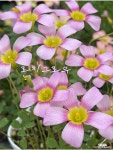 로지그로우 사랑초-96 : 관엽식물 - 엑스플랜트