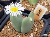 융감좋은 백화 설의화(雪의花)(3359) : 코노피튬 - 엑스플랜트