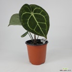 안스리움 클라리네비움 사진상품발송 XA-49 : 공기정화식물 - 엑스플랜트