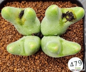 479)털붐피카츄4두 1230-75 : 코노피튬 - 엑스플랜트