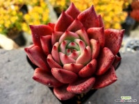 레드킹덤 6-5267 : 다육식물 - 엑스플랜트