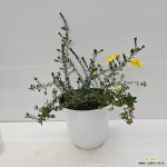 노랑꽃 유매 : 공기정화식물 - 엑스플랜트