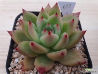 콩코드 672 : 다육식물 - 엑스플랜트