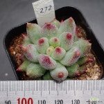 연지곤지0104-272 : 다육식물 - 엑스플랜트