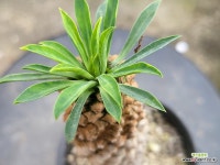 괴마옥 401-6335 : 아프리카식물(코덱스) - 엑스플랜트