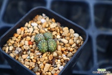 옵코델룸 780106 : 코노피튬 - 엑스플랜트