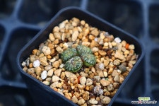 옵코델룸 780106 : 코노피튬 - 엑스플랜트