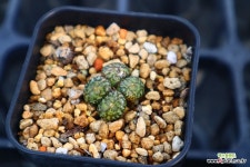 옵코델룸 780106 : 코노피튬 - 엑스플랜트