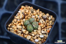 옵코델룸 780106 : 코노피튬 - 엑스플랜트