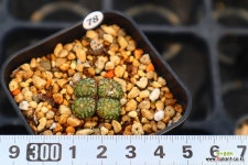 옵코델룸 780106 : 코노피튬 - 엑스플랜트