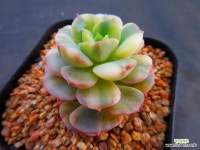 니크셔나금5750 : 다육식물 - 엑스플랜트