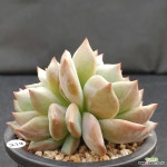 214 샬롯 : 다육식물 - 엑스플랜트