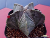 난봉옥 실생 : 선인장 - 엑스플랜트