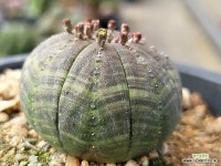 오베사 401-6946 : 선인장 - 엑스플랜트