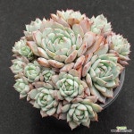 286 프리즘 : 다육식물 - 엑스플랜트